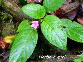 herbe à miel, Nautilocalix melittifolius carbet, herbacée, basse terre sud, guadeloupe
