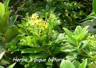 herbe a pique batard, arbuste, nez cassé, st claude, basse terre, gaudeloupe