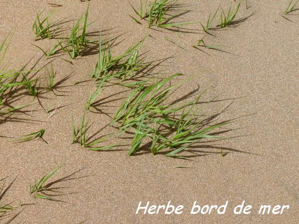 Herbe bord de mer, Sporobolus virginicus, Littoral Deshaies