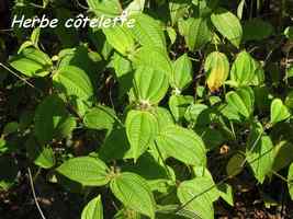 herbe cotelette, herbacée, bras de fort, goyave, guadeloupe