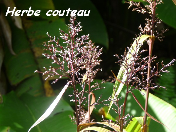 Herbe couteau, Scleria latifolia, tête allègre, nord basse terre, Guadeloupe