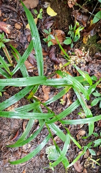 herbe couteau la rose Guadeloupe