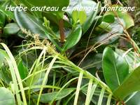 herbe couteau, madeleine, basse terre sud, guadeloupe