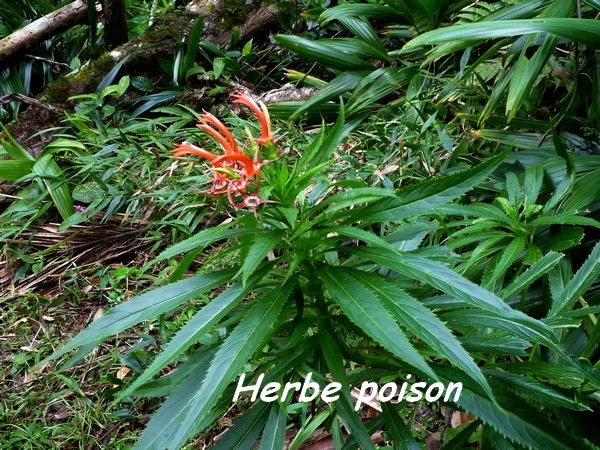 herbe poison , B Argent L