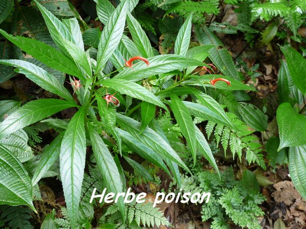 herbe poison papaye L