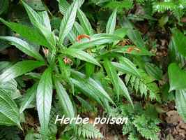 Lobelia persicifolia, Herbacée, Papaye