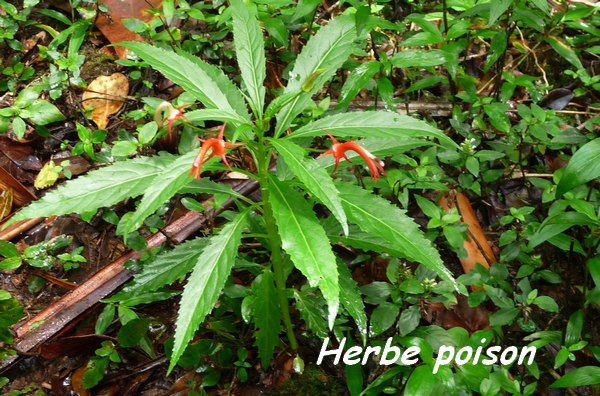 Lobelia persicifolia, Herbe poison, Piton de Bouillante L