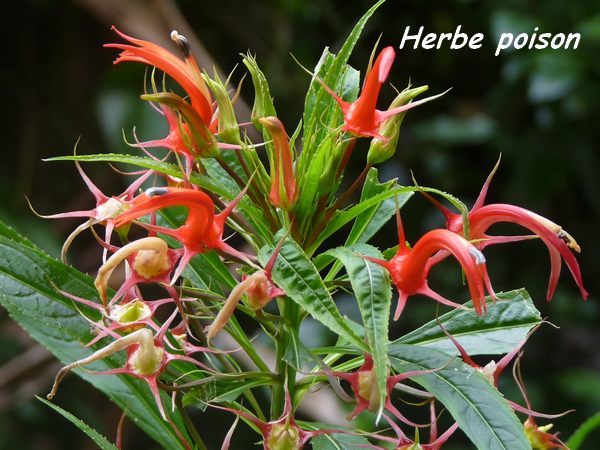  Lobelia persicifolia