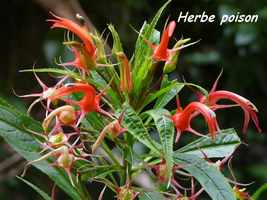 herbe poison, Lobelia persicifolia, chutes carbet, basse terre sud, guadeloupe