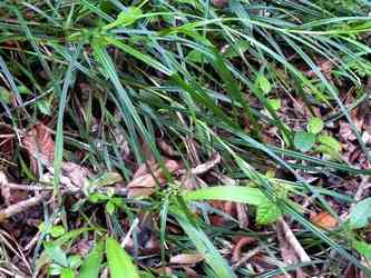 herbes coupantes tambour nord petit bourg guadeloupe