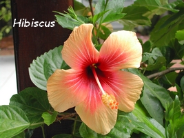 Hibiscus, flore , guadeloupe
