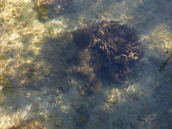 huîtres de palétuvier, Crassostrea rhizophorae, port Louis, grande Terre, Guadeloupe