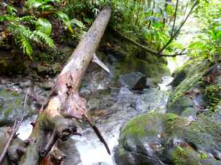 balade grosse corde cascade haut rivière basse terre guadeloupe