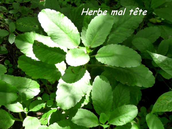 plessis, herbe L