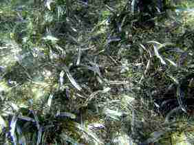herbes marines à tortues à lamentin lagon