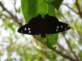 Hesperie gros point, Polygonus leoleo, ilet cabrit, les saintes, papillon, foret seche , guadeloupe