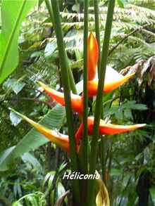 balade armistice, basse terre, fleur foret humide, guadeloupe