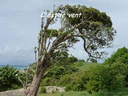 balade st felix, arbre, grande terre, guadeloupe, antilles