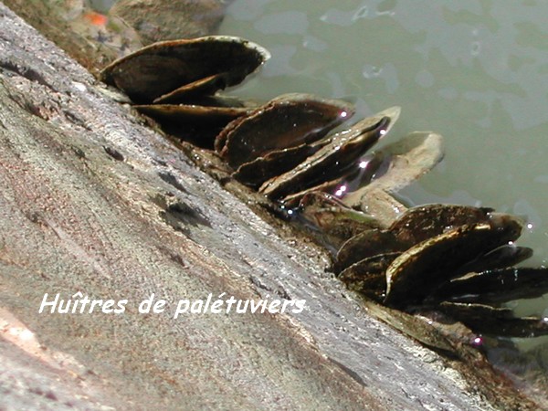 mangrove grande