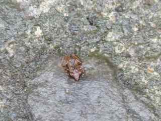 grenouille , Hylode, Eleupterodactylus balagnei, foret tropicale humide antilles