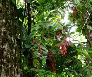 icaque grand bois tambour nord petit bourg guadeloupe