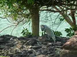 iguane, Iguana iguana, terre de haut , les saintes, Guadeloupe