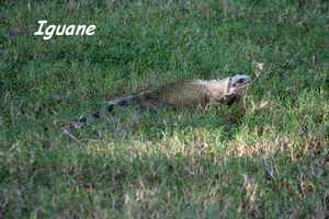 Iguane, TdeH, les saintes