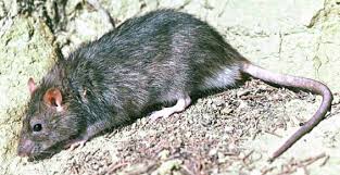 rat