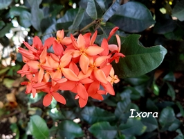 ixora arbuste guadeloupe