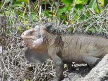 Iguana delicatissima, guadeloupe, antilles