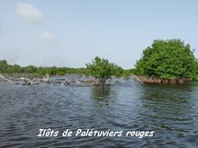 ilots mangrove, ecosysteme tropical, guadeloupe , antilles