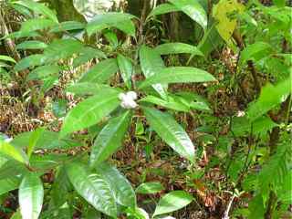 Frézias herbacée foret humide écosysteme tropical antilles