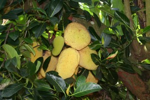 jacquier arbre jardins Guadeloupe