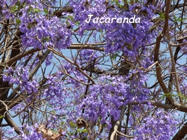 jacaranda arbre jardins Guadeloupe