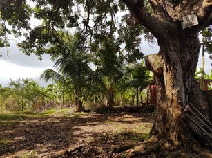 jardin manguier pte bacchus pt bourg guadeloupe