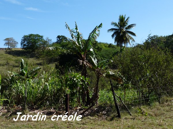 jardin creole, TGT 1,L