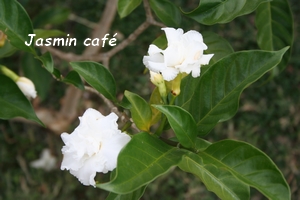 jasmin arbuste guadeloupe