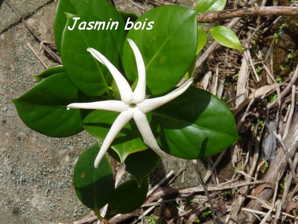 jasmin bois L