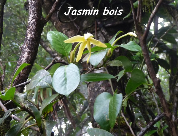 Jasmin bois, Hilia parasitica, Piton bouillante L