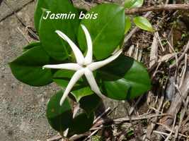 jasmin bois, flore, soufrière, guadeloupe