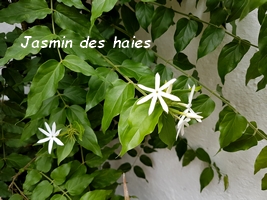 jasmin des haies arbuste guadeloupe