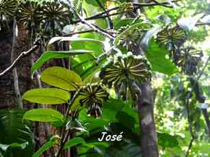 josé,Marcgravia umbellata, liane, nez cassé, st claude, basse terre, guadeloupe