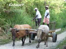 Kabouet, Charette à boeufs, marie galante