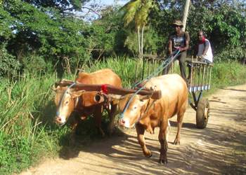 kabwet, birmingham, bmao, guadeloupe