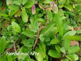 herbe ùal tête, Kalanchoe pinnata, Trace du Prince