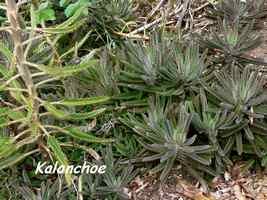 kalanchoe Terre de Haut, les saintes 