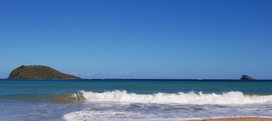 kaouanne tète à l`Anglais deshaies Guadeloupe