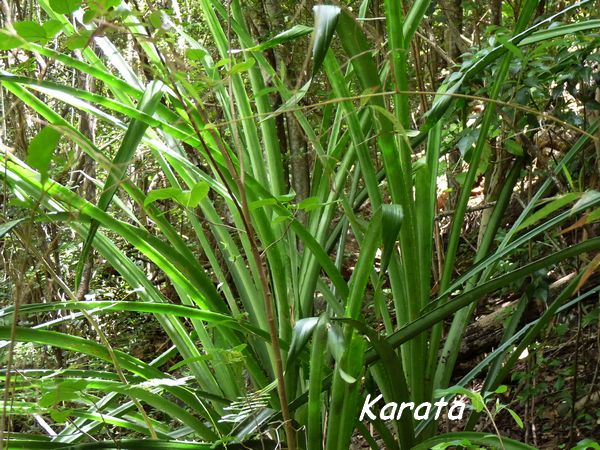 Karata, Bromelia plumieri, Littoral Deshaies