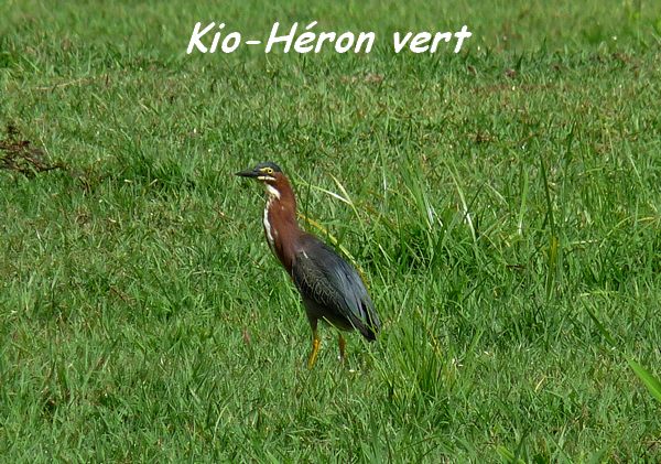 Butorides virescens, Héron vert, Kyo, lac de Gaschet L