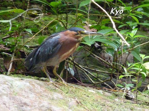 st felix, oiseau L